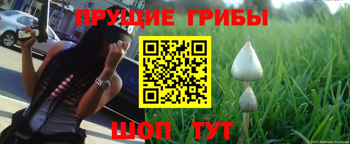 Галлюциногенные грибы Psilocybe Новоуральск